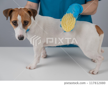 Groomer combs Jack Russell Terrier dog with silicone brush. Groomer combs Jack Russell Terrier dog with silicone brush. 117812880