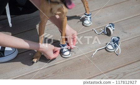 Young Caucasian woman puts her Russian Toy Terrier dog in sneakers. Young Caucasian woman puts her Russian Toy Terrier dog in sneakers. 117812927