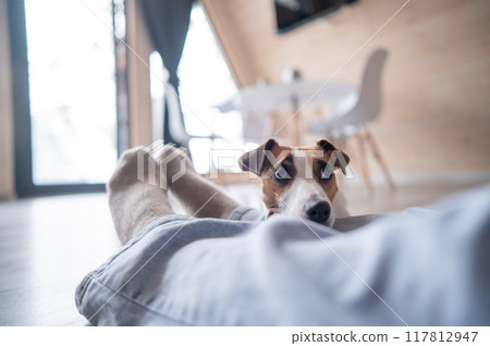 A Jack Russell Terrier dog lies on the feet of its owner in a country house near the patio window.  117812947