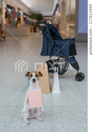 A Jack Russell Terrier dog holds a shopping bag in his mouth against the background of a stroller in the mall. Vertical photo. 117812949