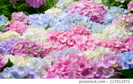 繡球花手水 117812972