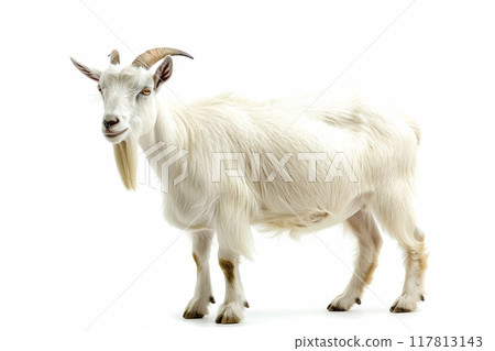 White goat standing on white background 117813143