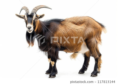 Brown goat on white background 117813144