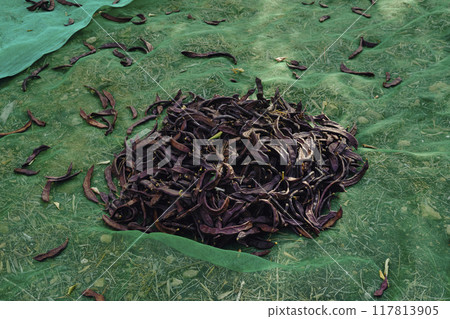 ripe carob beans on a net on the ground ripe carob beans on a net on the ground 117813905