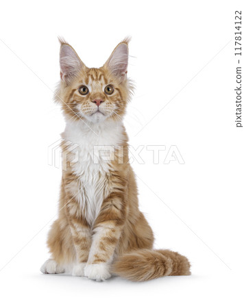 Maine Coon cat youngster on white background Maine Coon cat youngster on white background 117814122