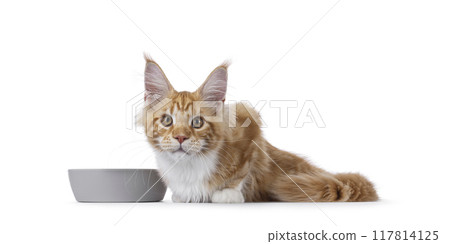 Maine Coon cat youngster on white background 117814125
