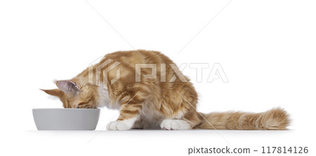 Maine Coon cat youngster on white background Maine Coon cat youngster on white background 117814126