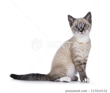 House cat on white background House cat on white background 117814132