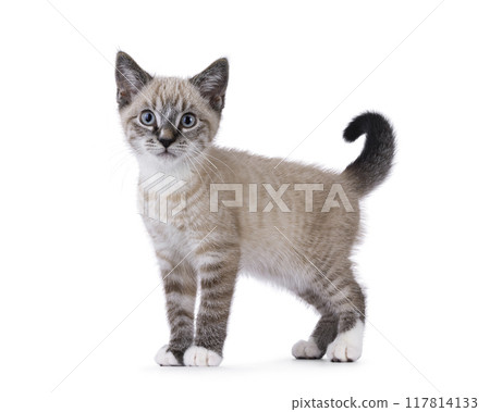 House cat on white background 117814133