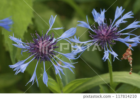 Mountain cornflower (mountain cornflower) flower on a green background, close up shot 117814210