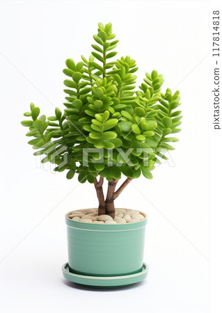 Vibrant plant in a green ceramic pot with pebbles, perfect for indoor decoration and air purification. Crassula potted mini tree 117814818