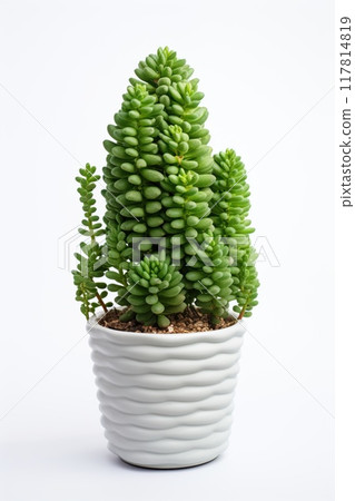 Vibrant green plant in a ceramic pot, perfect for indoor decoration and air purification. Crassula potted mini tree isolated on white 117814819
