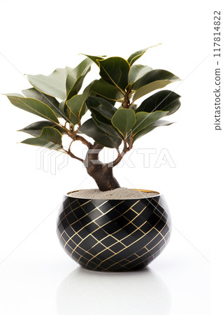 Evergreen ficus. Green house plant in a ceramic pot. Potted exotic tree isolated on a white background. 117814822