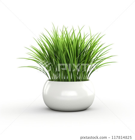 Houseplant grass. Green bush in a ceramic pot. Potted plant isolated on white background. Houseplant grass. Green bush in a ceramic pot. Potted plant isolated on white background. 117814825