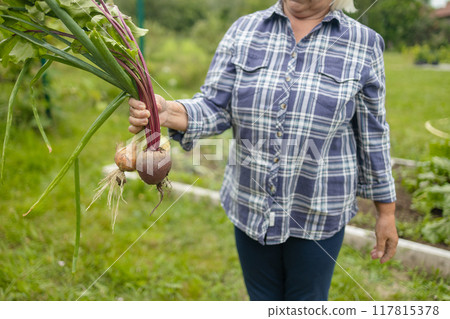 Female seinor farmer harvesting onions and beetroots in the backyard garden. Selective focus. Farmer holds a braid of ripe onion. 117815378