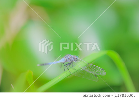 The beauty of the white-tailed skimmer with its transparent wings The beauty of the white-tailed skimmer with its transparent wings 117816303