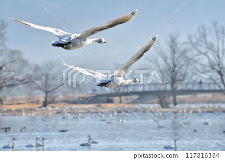 Swans on Lake Hyoko (Niigata Prefecture) 117816384