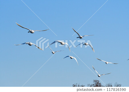 兵子湖的天鵝（新潟縣） 117816390