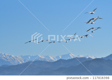 Swans on Lake Hyoko (Niigata Prefecture) 117816398