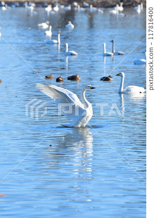 兵子湖的天鵝(新潟縣) 兵子湖的天鵝(新潟縣) 117816400