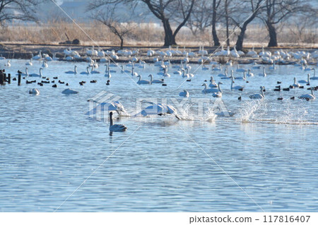 Swans on Lake Hyoko (Niigata Prefecture) 117816407