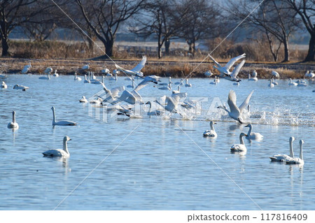 Swans on Lake Hyoko (Niigata Prefecture) 117816409