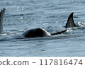 Killer whales encountered in the sea of Rausu 117816474