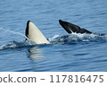 Killer whales encountered in the sea of Rausu 117816475