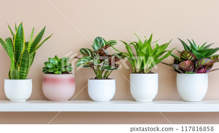 Five Indoor Plants on Shelf 117816858