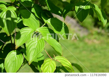 山茱萸(山茱萸科、山茱萸屬)的鮮綠色 山茱萸(山茱萸科、山茱萸屬)的鮮綠色 117816990