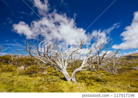 Porcupine Rocks Walk in Australia 117817196