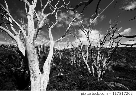 Porcupine Rocks Walk in Australia 117817202