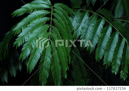 Everfresh: Green Landscapes 117817256