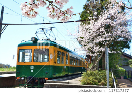 舊月形站和櫻花(新潟縣) 舊月形站和櫻花(新潟縣) 117817277