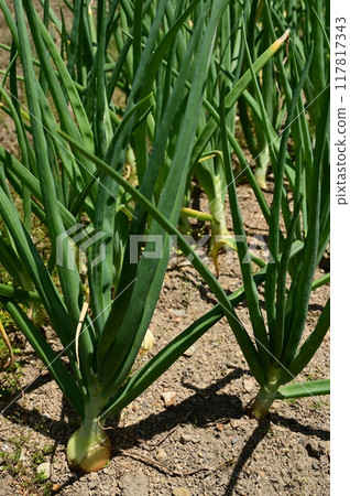 Onions planted in the ground and sunlight 117817343