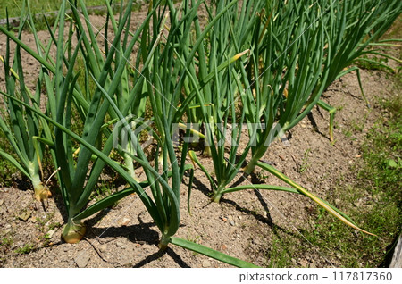 Onions planted in the ground and sunlight 117817360