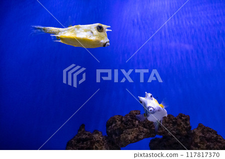 Cowfish or Longhorn Yellow Boxfish. Tropical bright pisces that can live in aquariums, oceanariums or sea, ocean. Snorkeling and diving, observing exotic fish 117817370