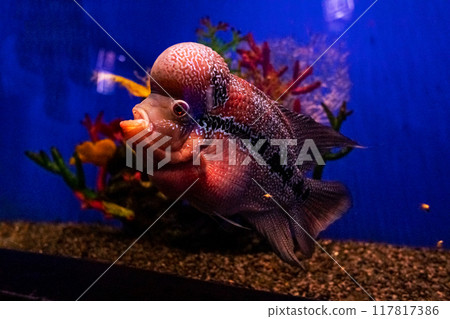 Disc horn or flower horn. Tropical bright pisces that can live in aquariums, oceanariums or sea, ocean. Snorkeling and diving, observing exotic fish 117817386