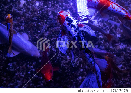 Koi carp or brocade carp. Tropical bright pisces that can live in aquariums, oceanariums or sea, ocean. Snorkeling and diving, observing exotic fish 117817479