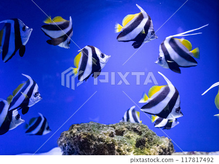 White finned pennant butterfly. Tropical bright pisces that can live in aquariums, oceanariums or sea, ocean. Snorkeling and diving, observing exotic fish 117817492