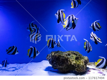 White finned pennant butterfly. Tropical bright pisces that can live in aquariums, oceanariums or sea, ocean. Snorkeling and diving, observing exotic fish White finned pennant butterfly. Tropical bright pisces that can live in aquariums, oceanariums or sea, ocean. Snorkeling and diving, observing exotic fish 117817494