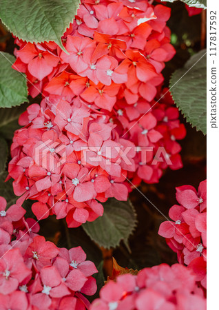 Hydrangea Flowers in the Garden Hydrangea Flowers in the Garden 117817592