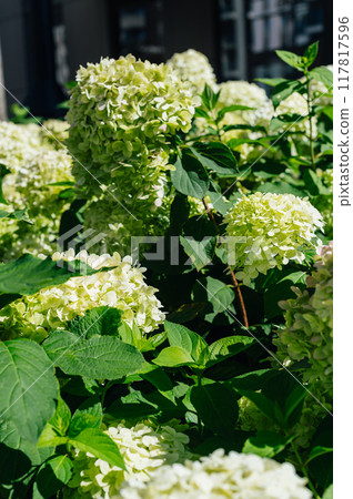 Hydrangea Flowers in the Garden 117817596