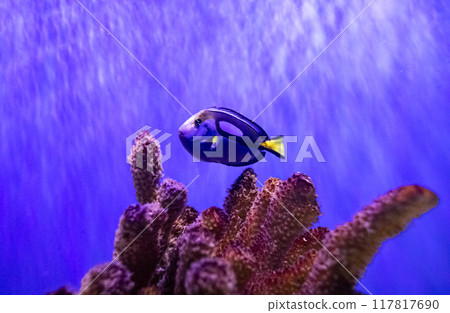 Blue royal surgeon of the species paracanthurus hepatus. Tropical bright fish that can live in aquariums, oceanariums or sea, ocean 117817690