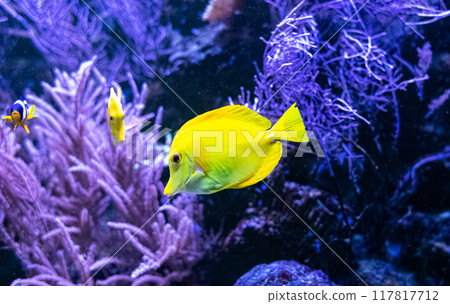 Zebrasoma flavescens or the yellow tang. Tropical bright fish that can live in aquariums, oceanariums or sea, ocean Zebrasoma flavescens or the yellow tang. Tropical bright fish that can live in aquariums, oceanariums or sea, ocean 117817712