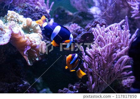 Clark's clown or Clown fish. Tropical bright pisces that can live in aquariums, oceanariums or sea, ocean. Snorkeling and diving, observing exotic fish 117817850