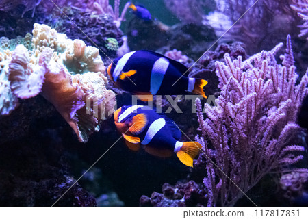 Clark's clown or Clown fish. Tropical bright pisces that can live in aquariums, oceanariums or sea, ocean. Snorkeling and diving, observing exotic fish 117817851