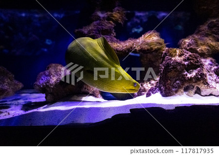 Green gymnothorax or green moray of the Gymnothorax funebris. Tropical bright pisces that can live in aquariums, oceanariums or sea, ocean. Snorkeling and diving, observing exotic fish 117817935