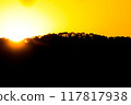 close up tree on mountain peak  sunset time. 117817938