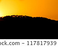 close up tree on mountain peak  sunset time. 117817939